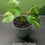 Thumbnail: Golden Pothos