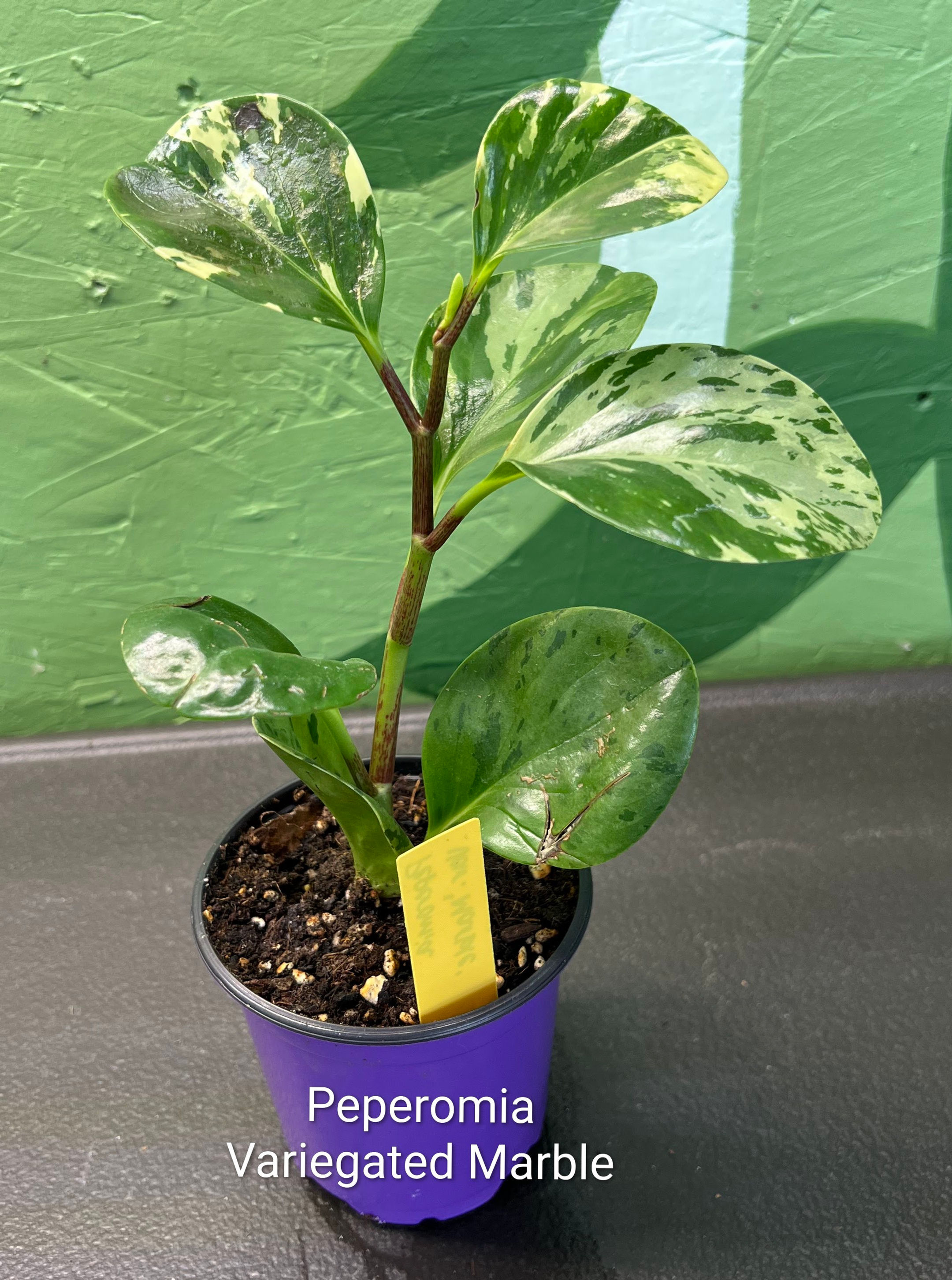Peperomia Marble Variegated