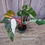 Thumbnail: Philodendron Red Anderson