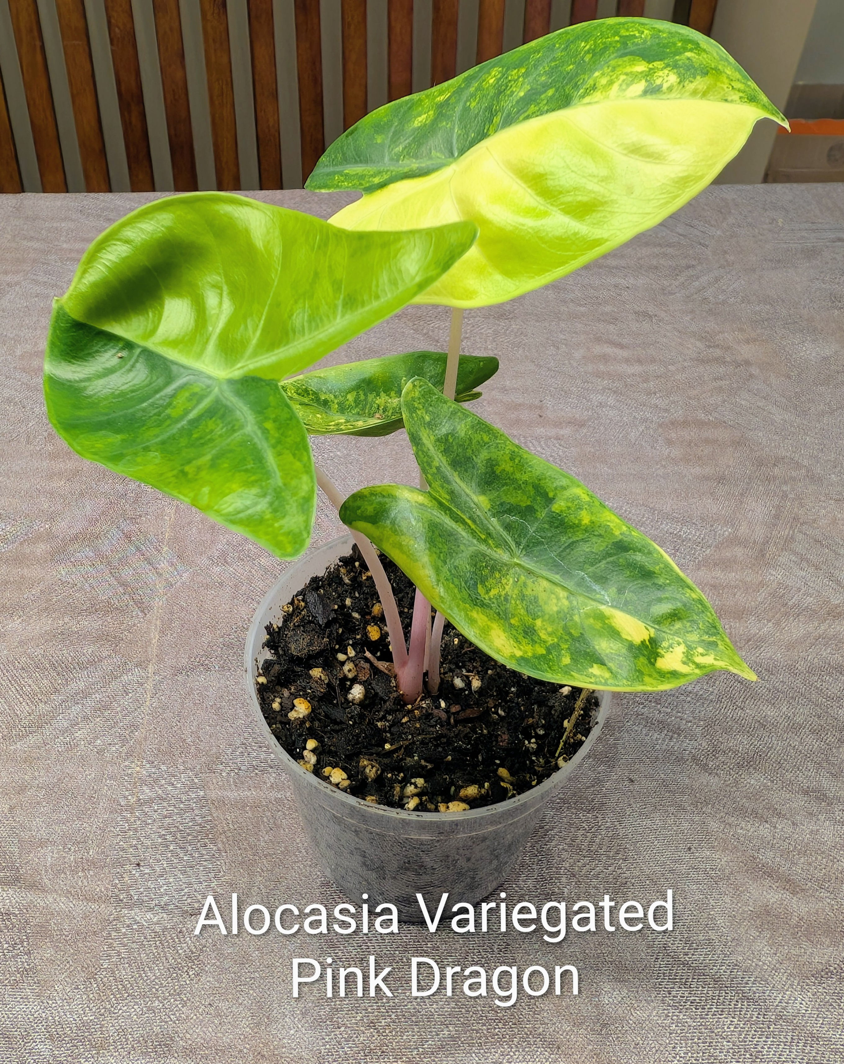 Alocasia Variegated Pink Dragon Starter Plant