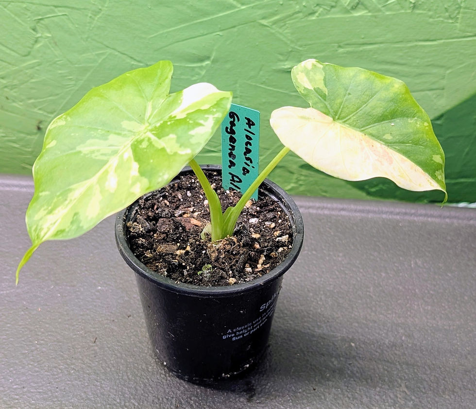 Thumbnail: Alocasia Gageana Albo - 3" pot