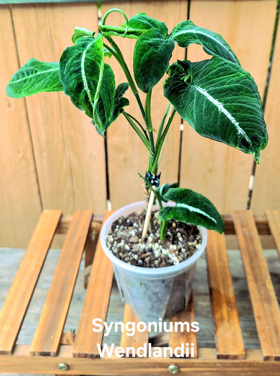 Thumbnail: Syngonium Wendlandii 