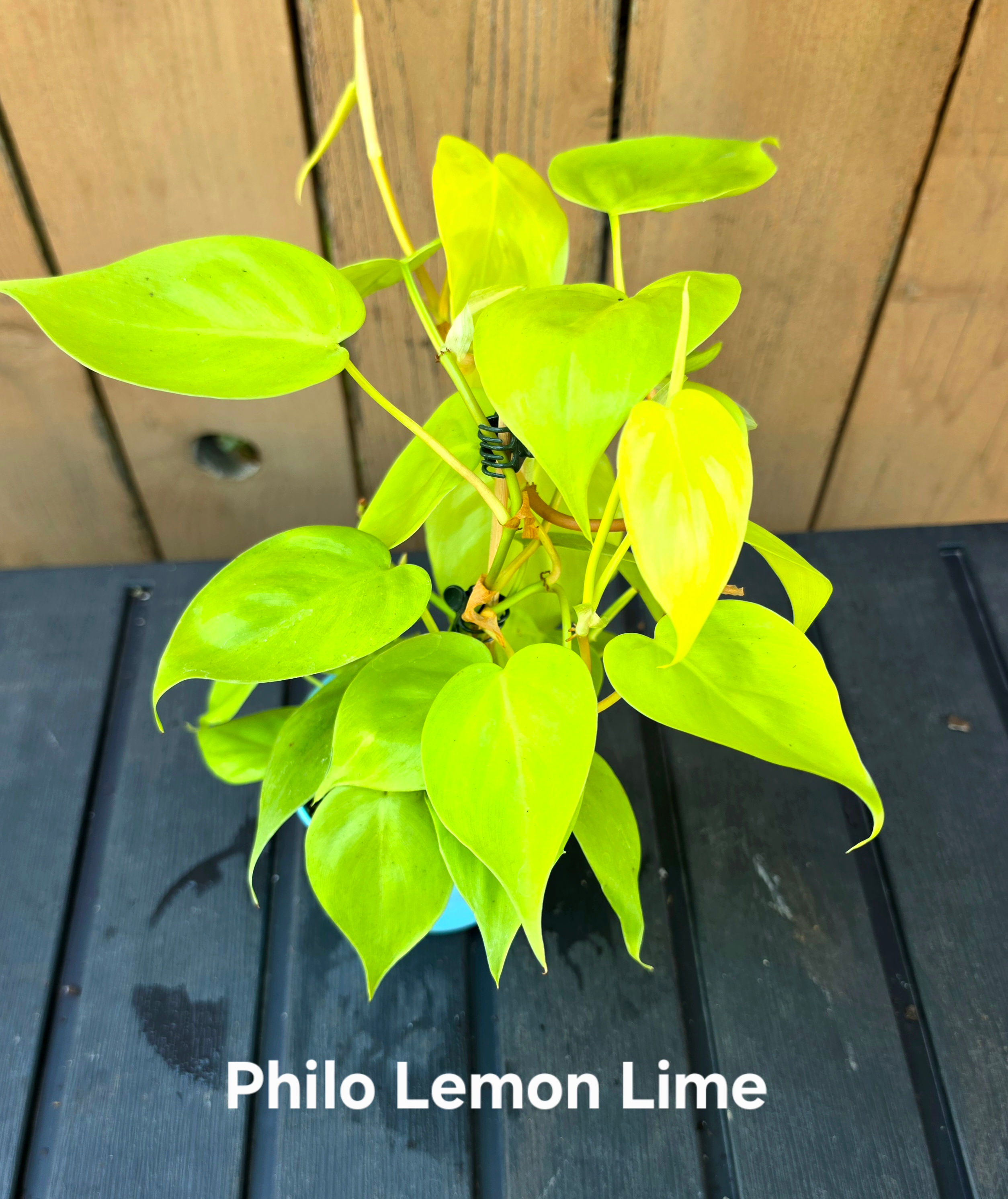 Philodendron Lemon Lime