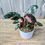 Thumbnail: Philodendron Pink Princess 