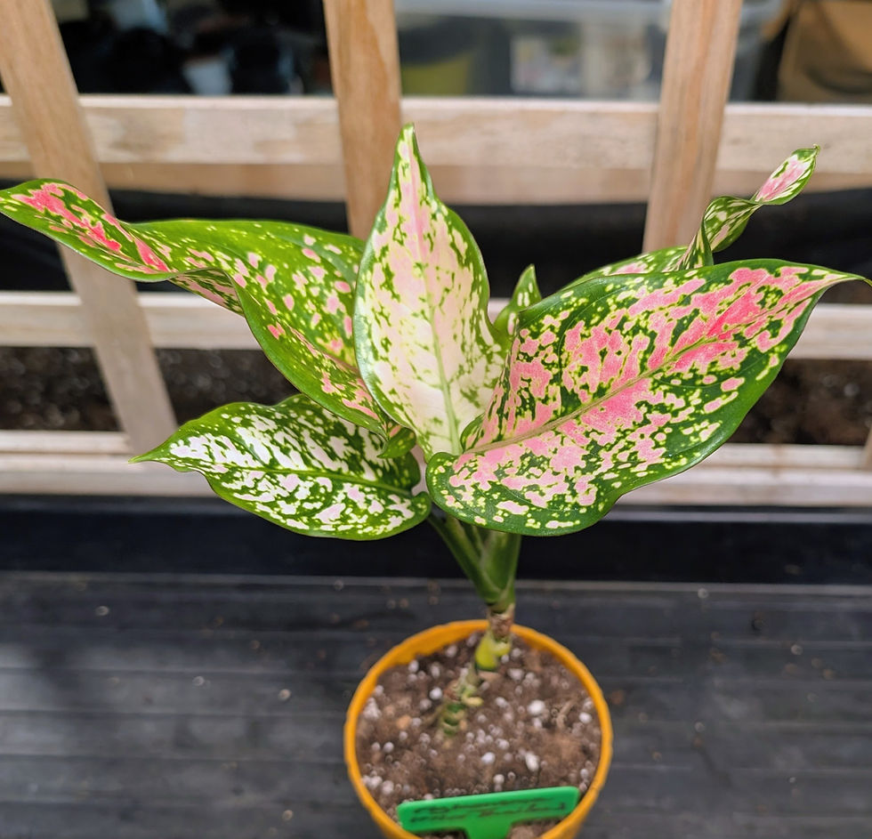 Thumbnail:  Aglaonema Miss Thailand