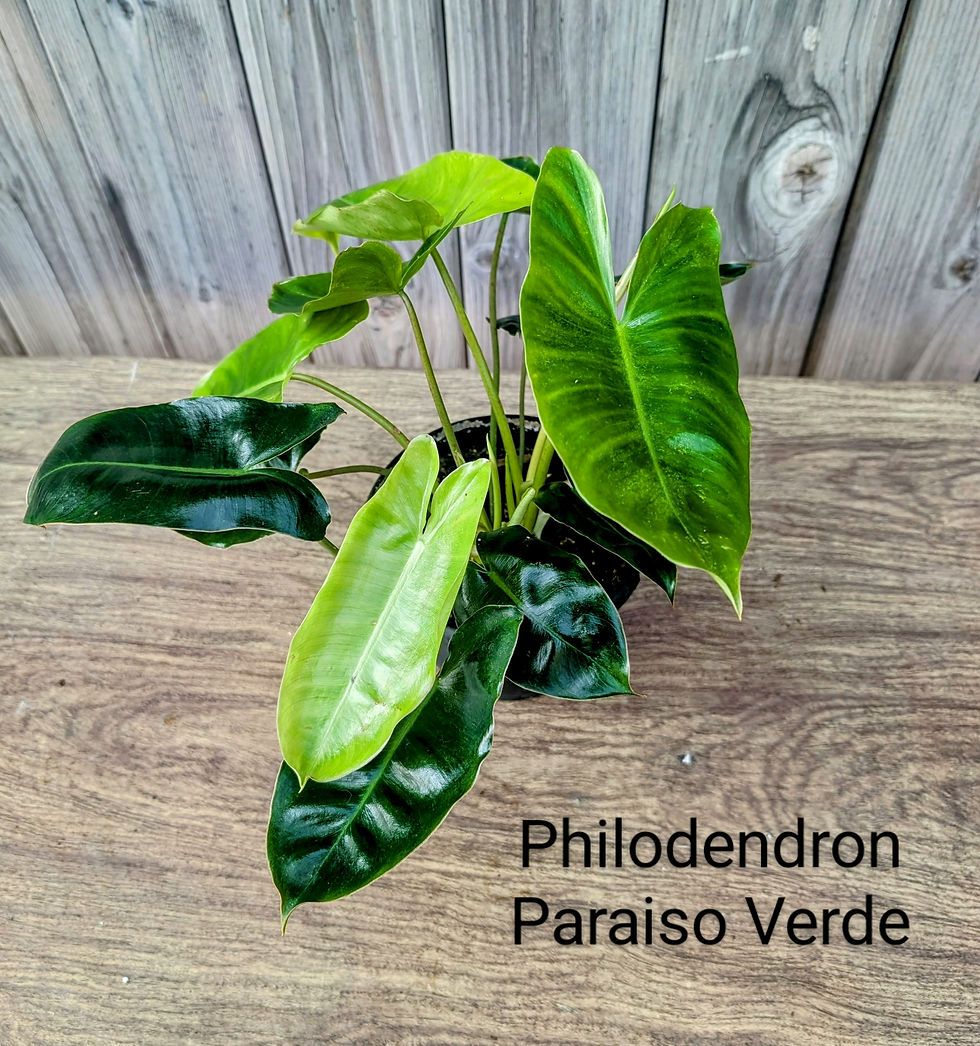 Thumbnail: Philodendron Paraiso Verde 4"