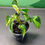 Thumbnail: Philodendron Gabby - fully rooted