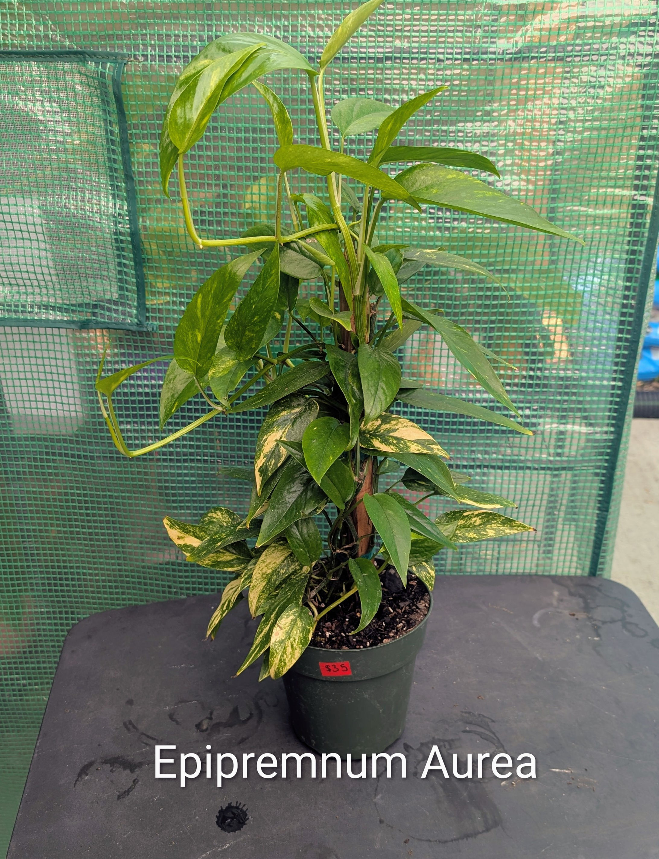 Epipremnum Pinnatum Aurea