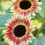 Thumbnail: Strawberry Blonde Sunflower: 15 Seeds