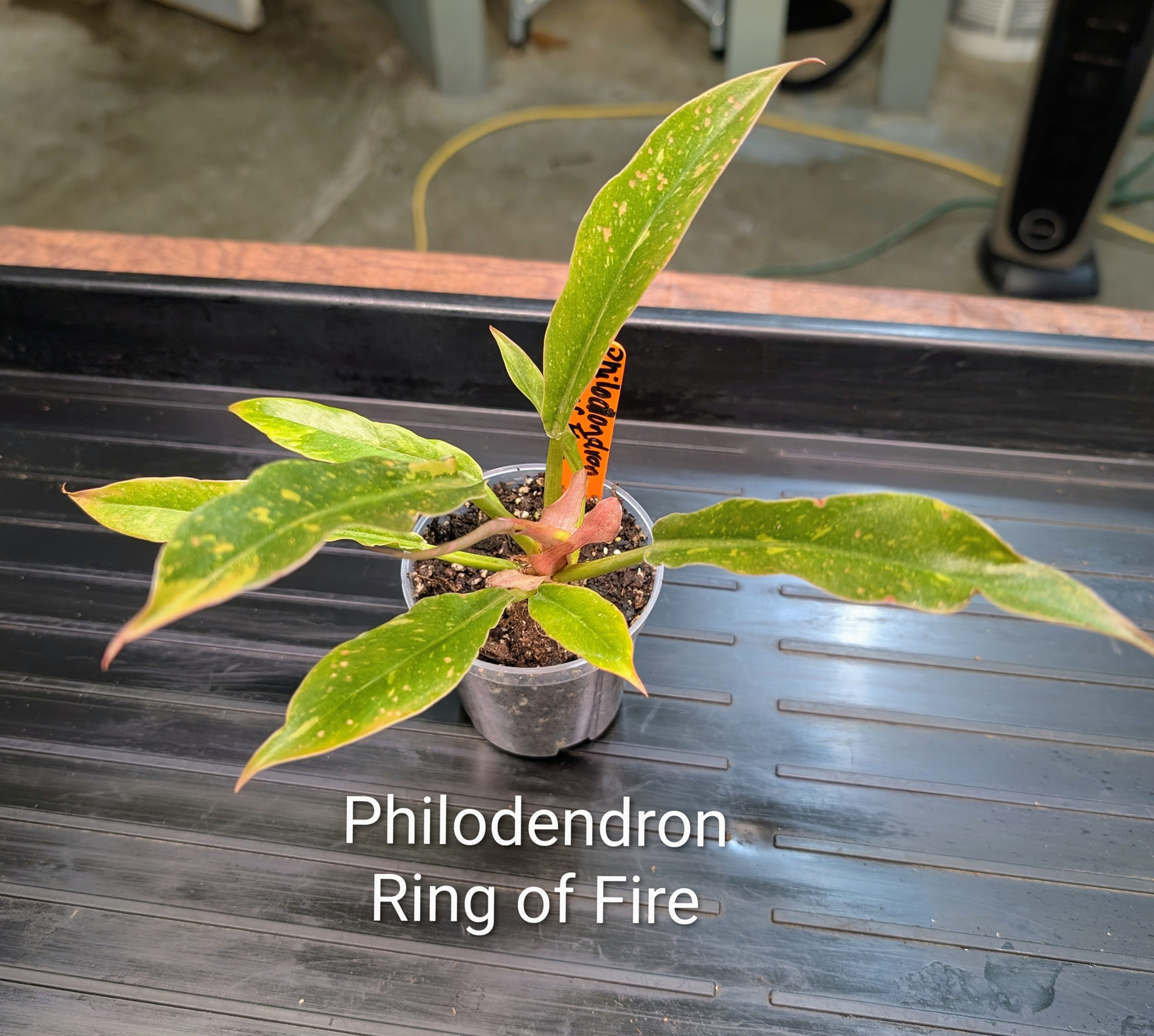 Philodendron Ring of Fire Starter