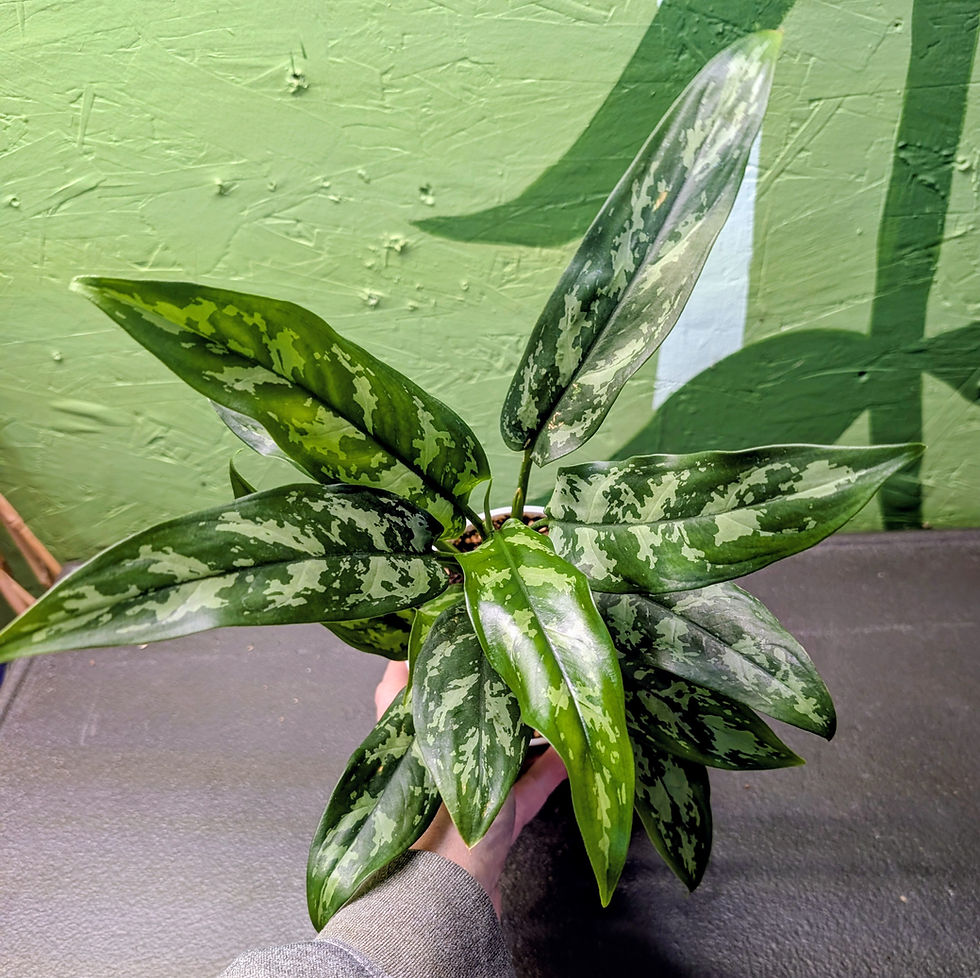 Thumbnail: Aglaonema Maria