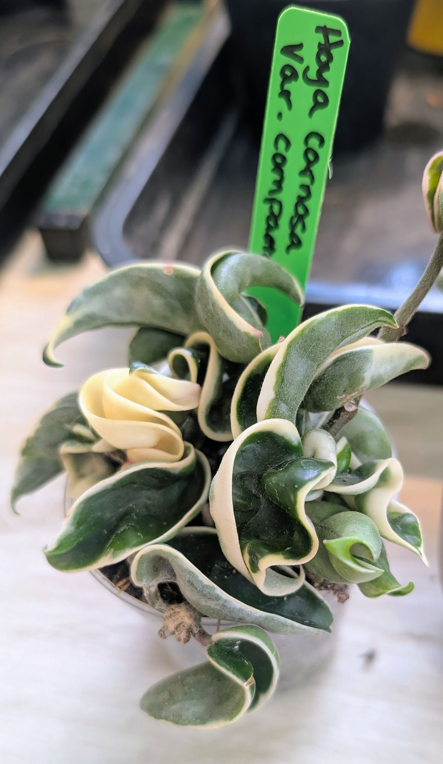 Hoya Compacta Variegated Hindu Rope