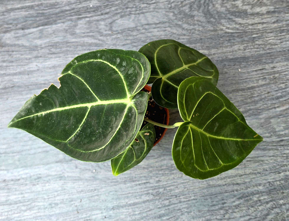 Thumbnail: Anthurium Warocqueanum x Crystallinum 