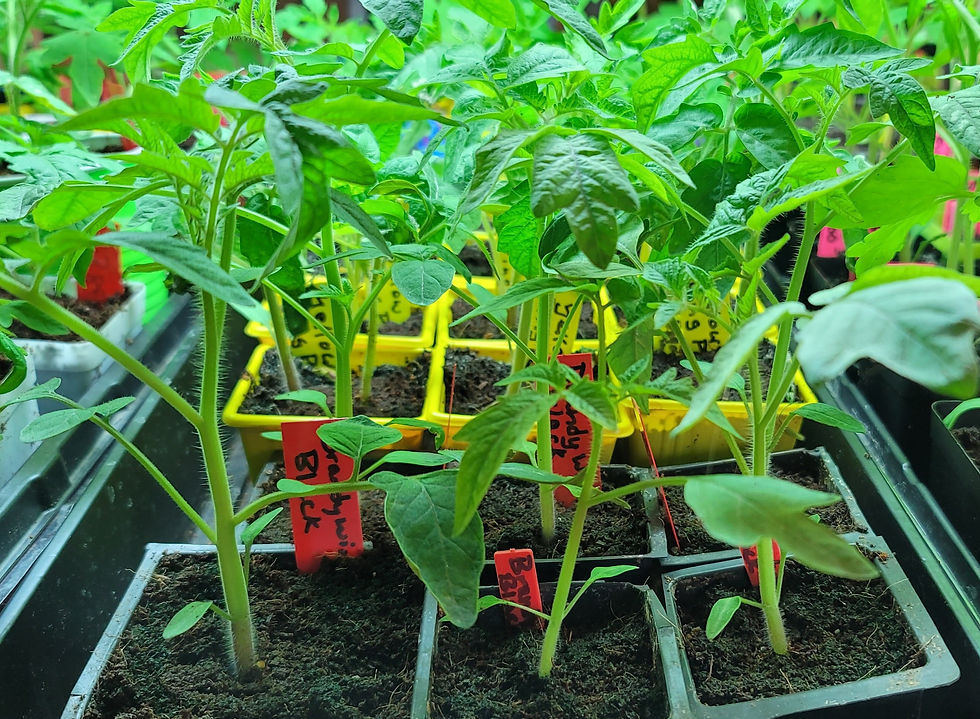 Thumbnail: Brandywine Black Tomato