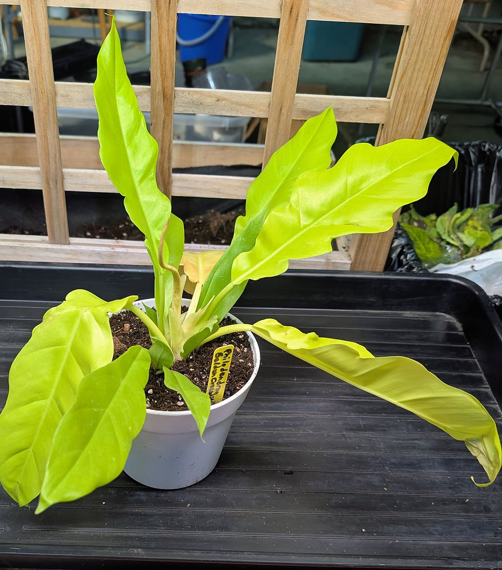 Philodendron Golden Crocodile