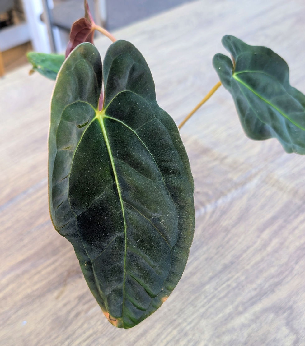 Thumbnail: Anthurium Papi x Self