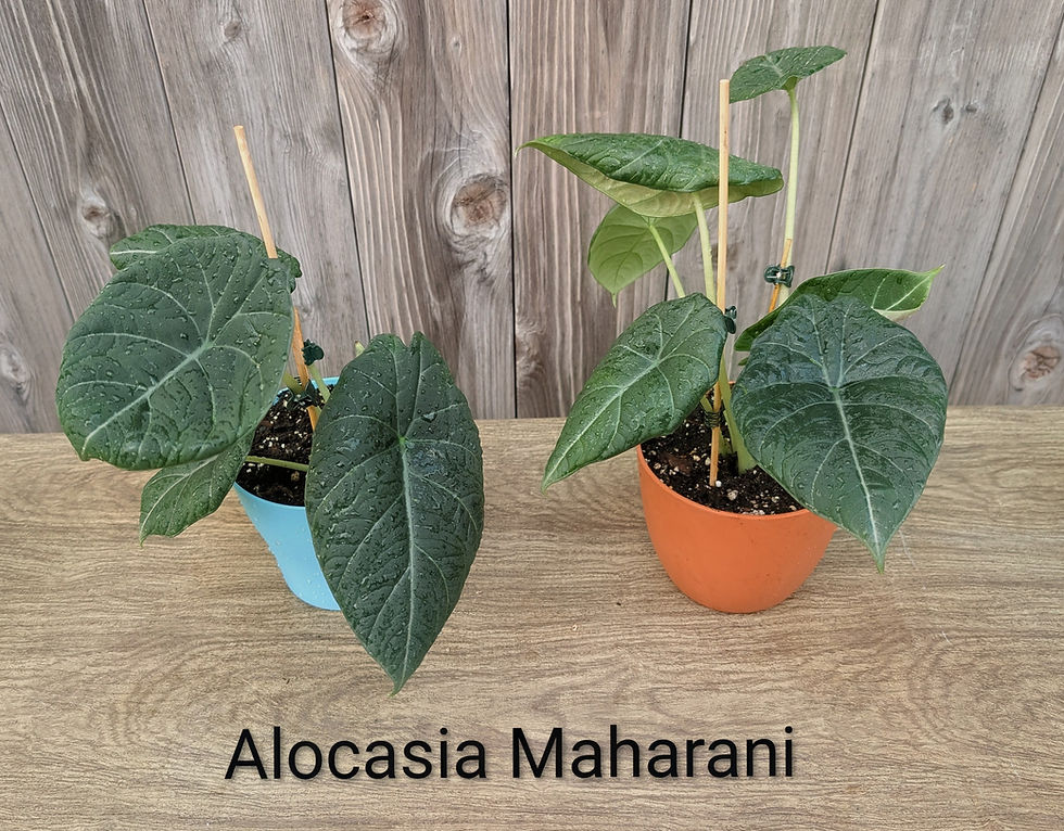 Alocasia Maharani