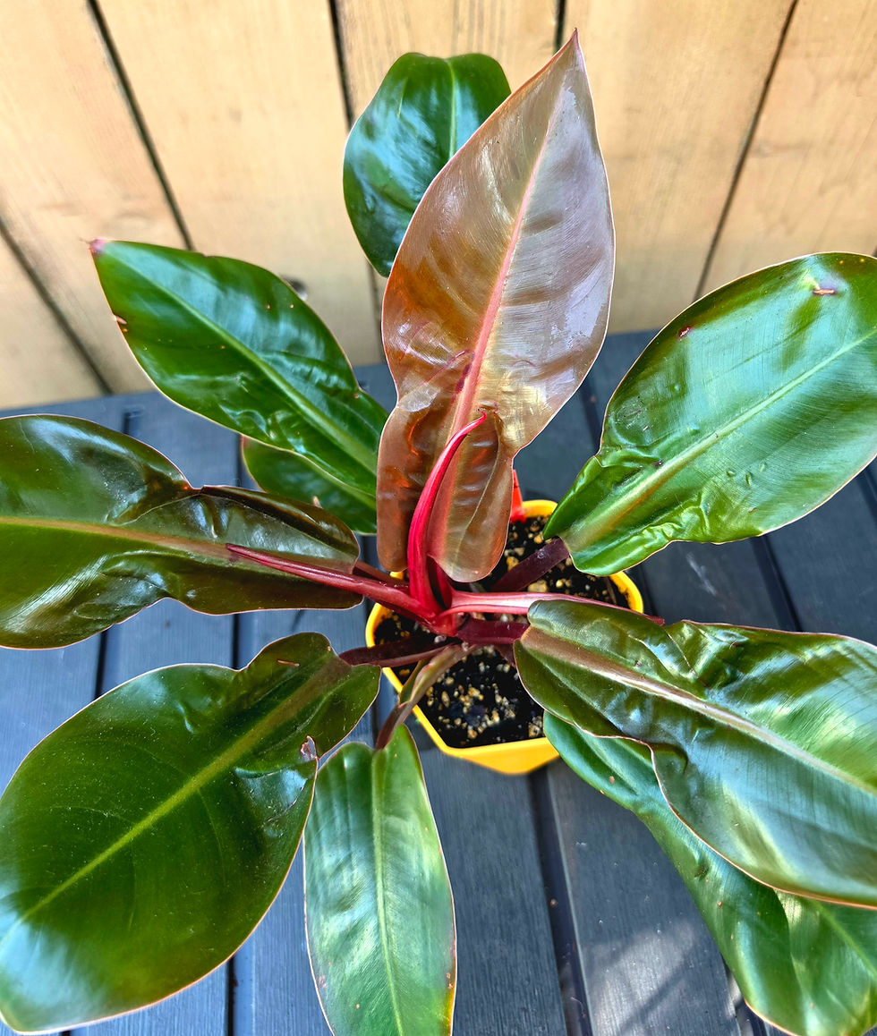 Thumbnail: Philodendron Imperial Red