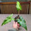 Thumbnail: Alocasia Pseudo Sanderiana (Starter Plant)