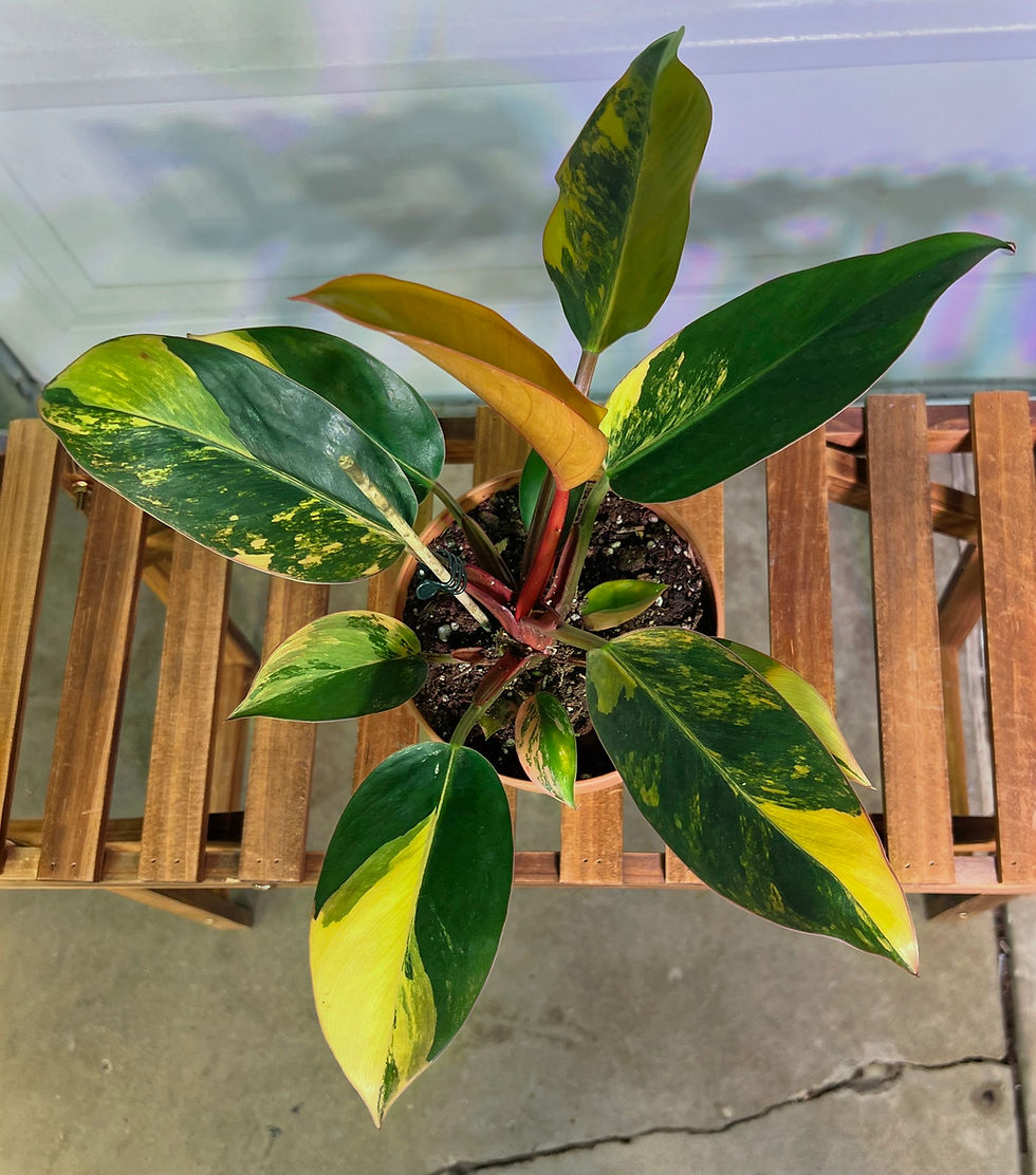 Thumbnail: Philodendron Variegated Red Congo