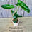 Thumbnail: Philodendron Paraiso Verde