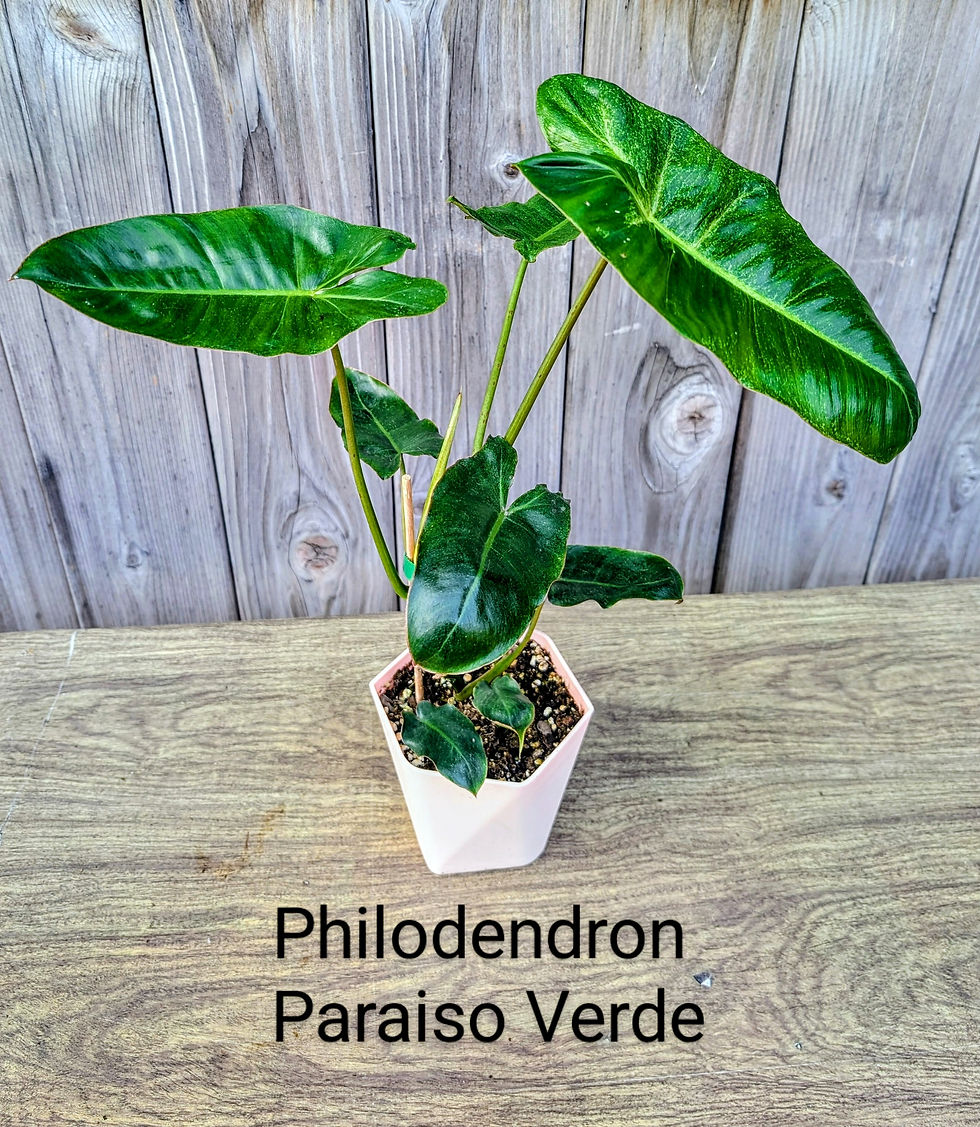 Thumbnail: Philodendron Paraiso Verde 4"