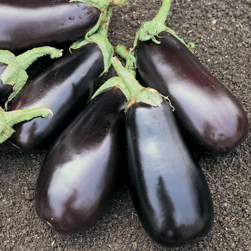 Epic Eggplant: 15 Seeds