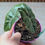 Thumbnail: Alocasia Pseudo Sanderiana (Starter Plant)