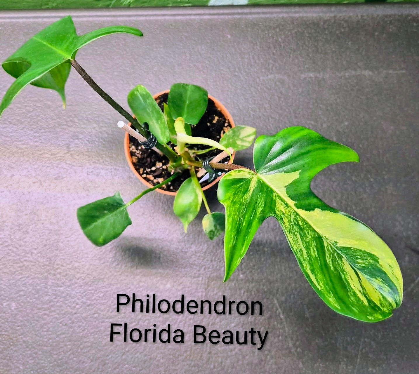 Philodendron Florida Beauty
