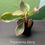 Thumbnail: Peperomia Ginny