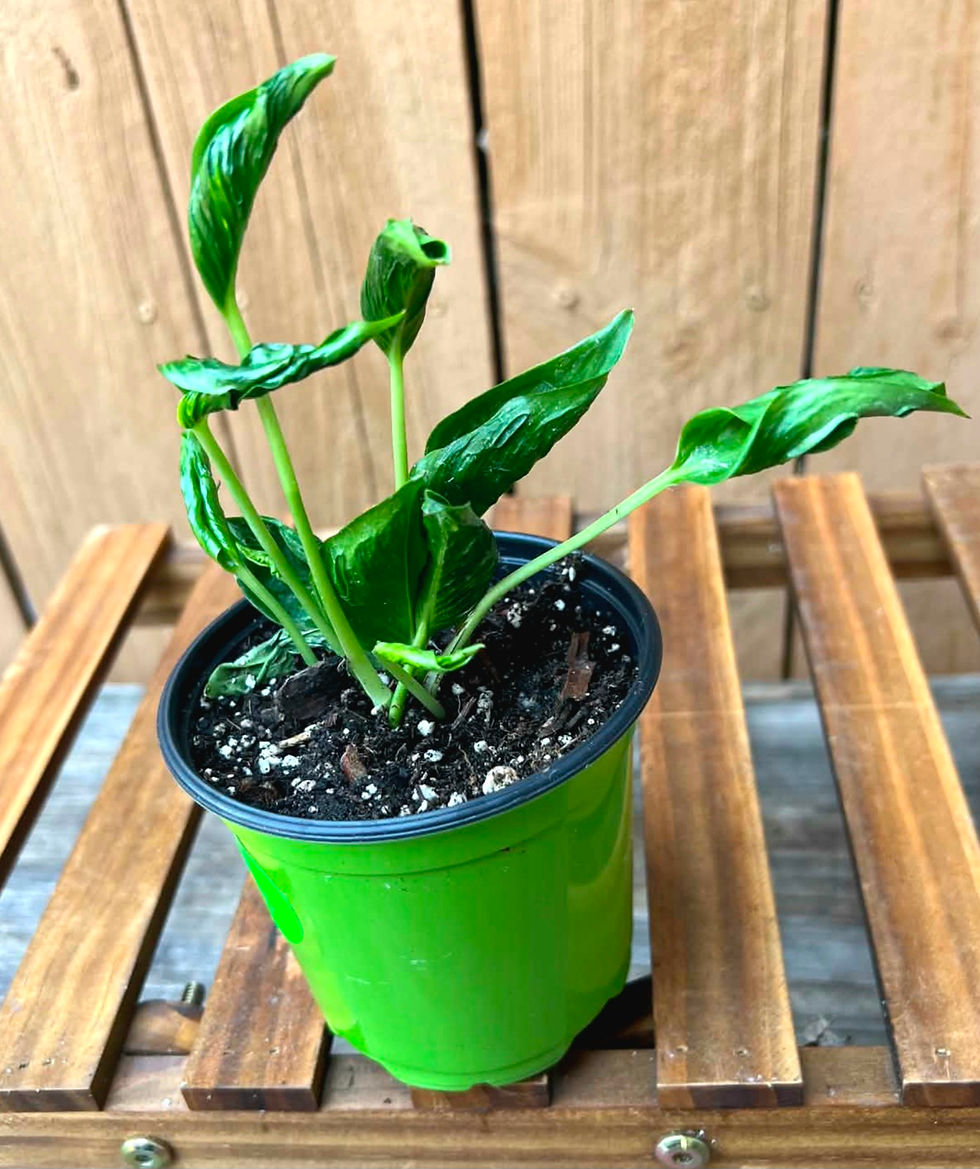 Thumbnail: Pothos Shangrila