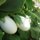 Thumbnail: White Star Eggplant