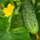 Thumbnail: Bush Pickle Cucumber: 25 Seeds