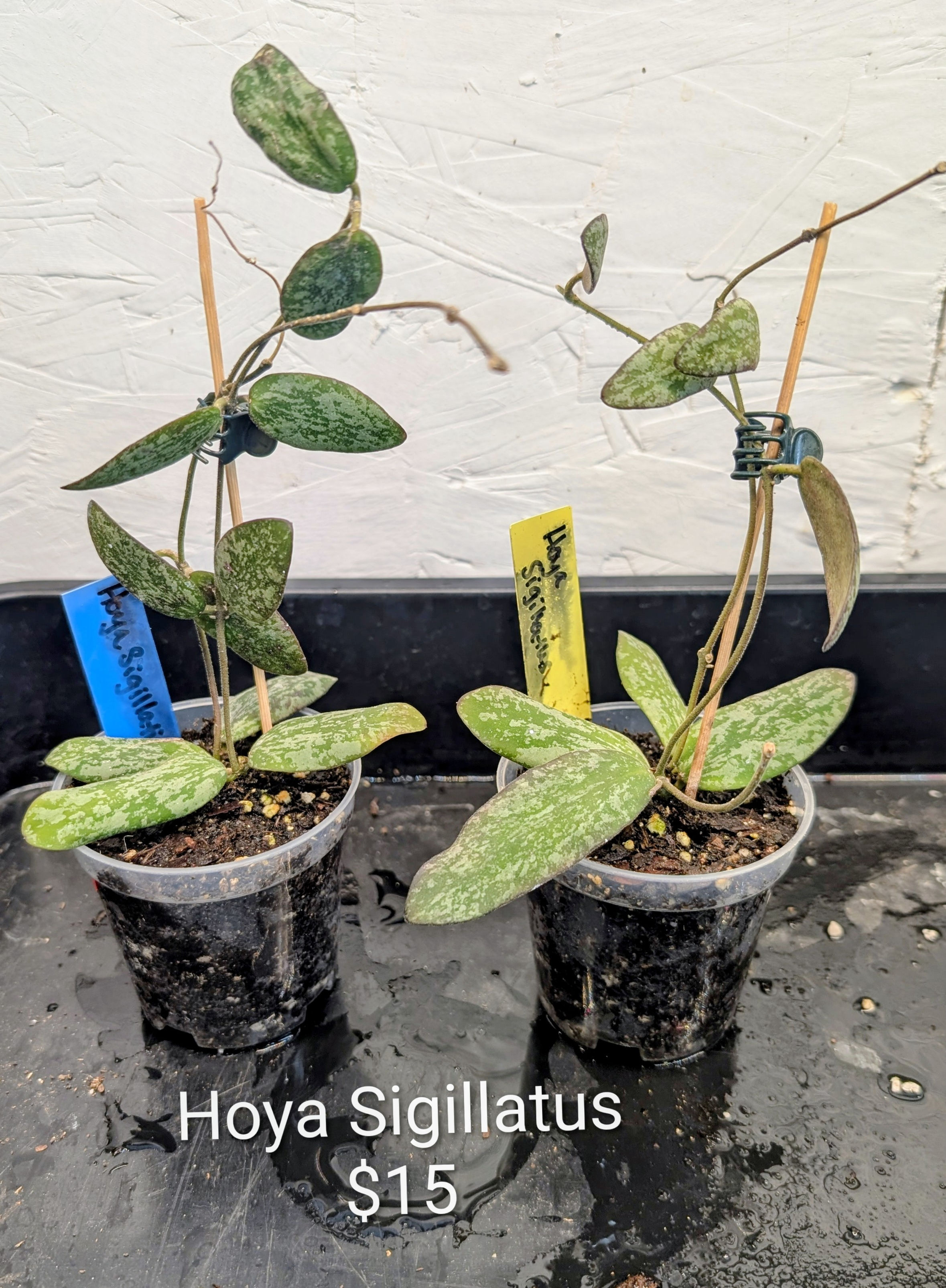 Hoya Sigillatus
