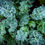 Thumbnail: Vates Blue Curled Scotch Kale: 75 Seeds