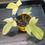Thumbnail: Philodendron Florida Ghost Mint