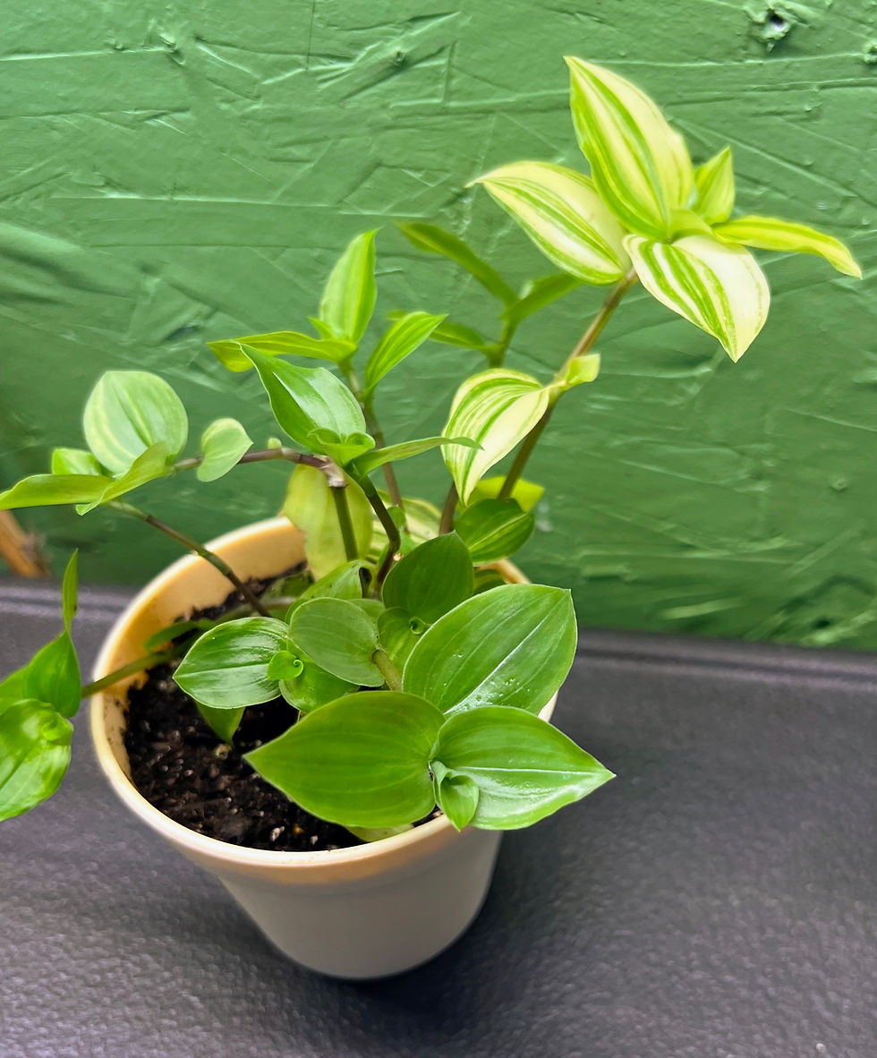 Thumbnail: Tradescantia - Yellow Zebra
