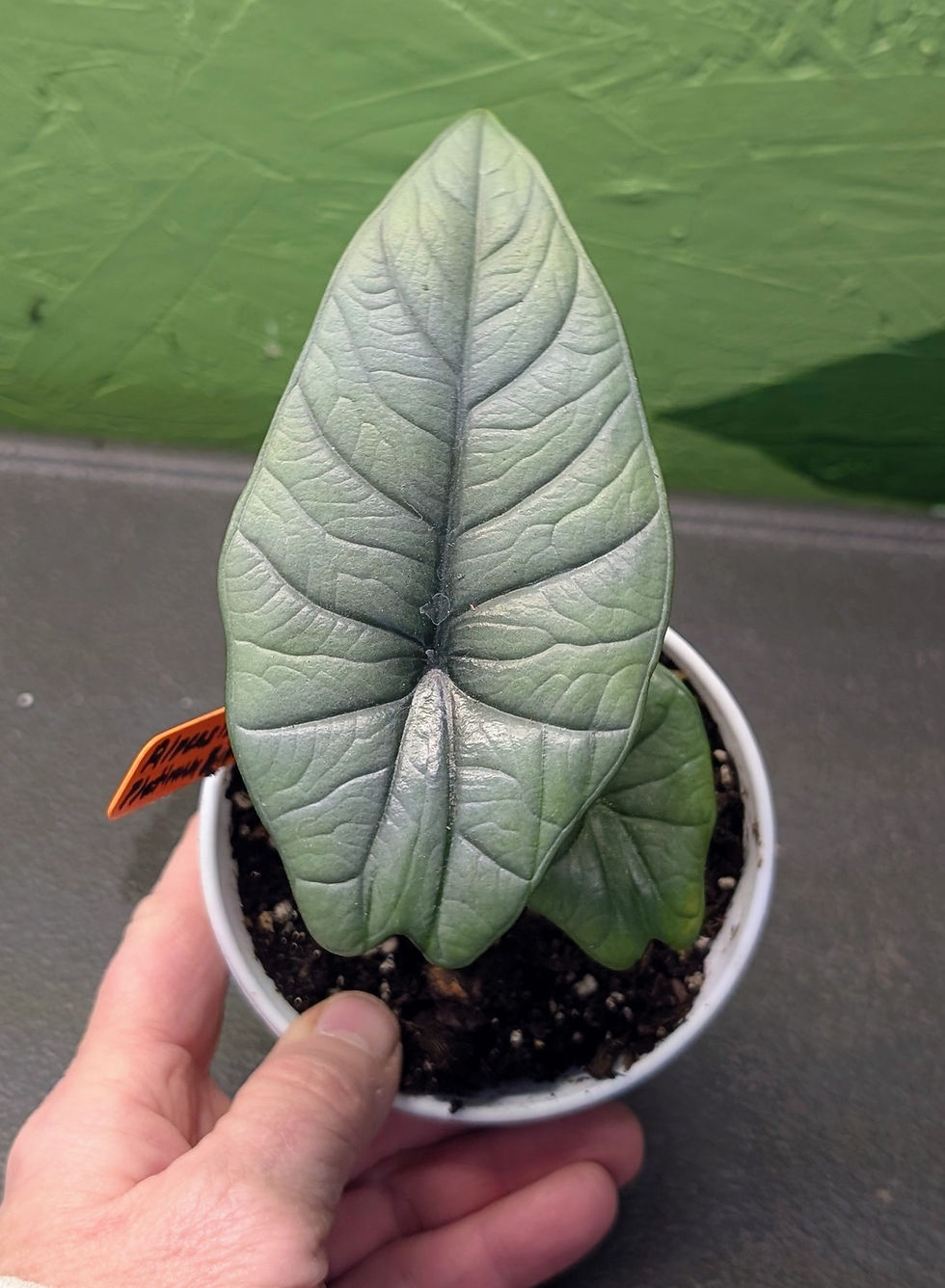 Thumbnail: Alocasia Platinum Bisma