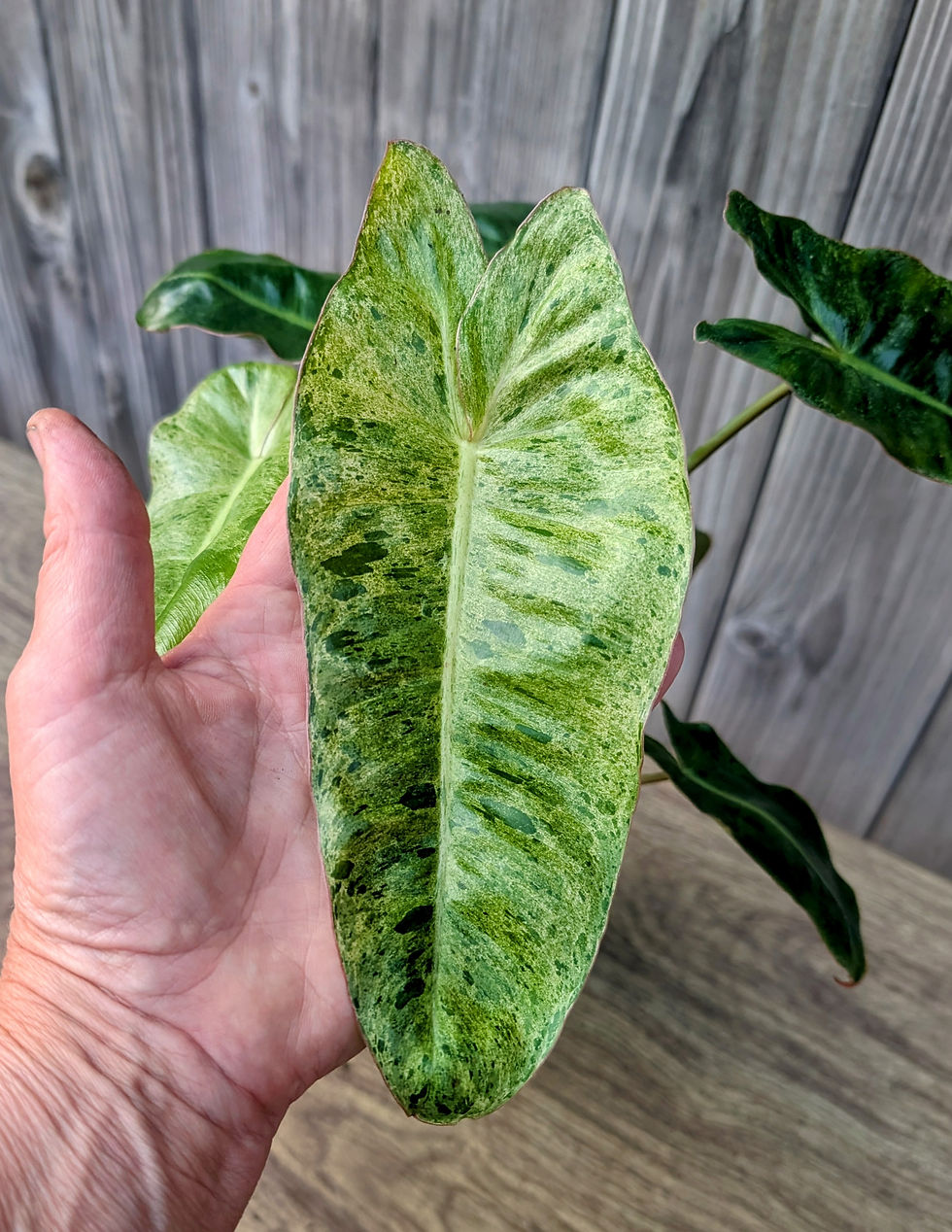 Thumbnail: Philodendron Paraiso Verde 4"