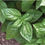 Thumbnail: Genovese Sweet Basil - 200 Seeds