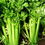 Thumbnail: Celery Utah 52-70: 250 Seeds