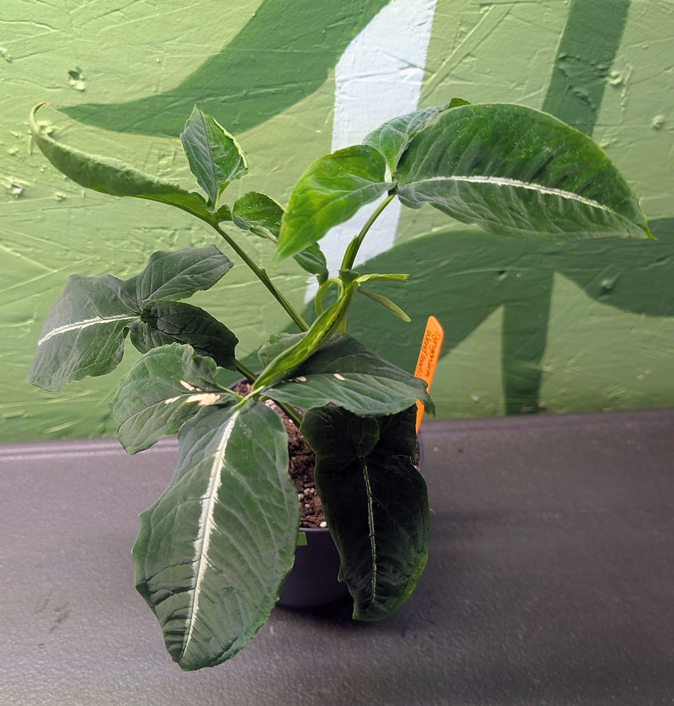 Thumbnail: Syngonium Wendlandii 