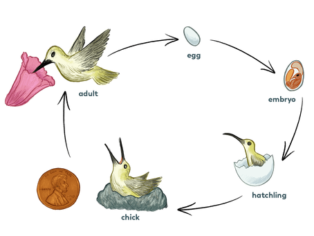 Life Cycle of Birds
