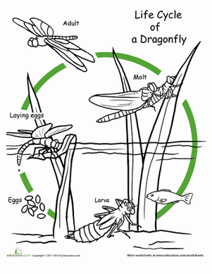 color-life-cycle-dragonfly-life.gif
