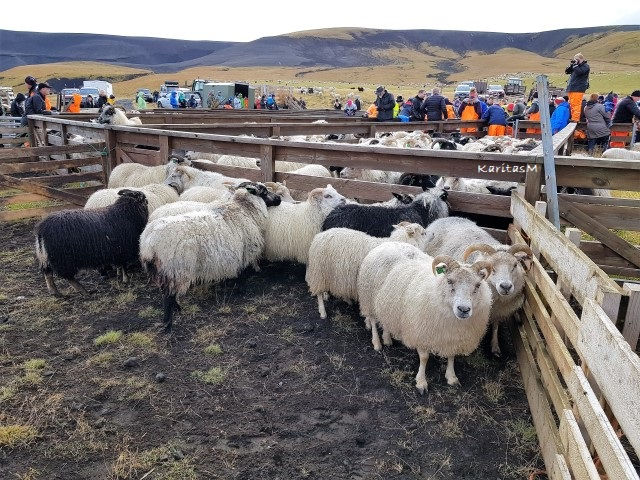 Some of the first sheep in their enclosures