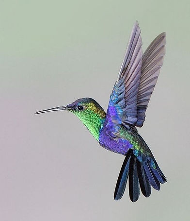 hummingbird.jpeg