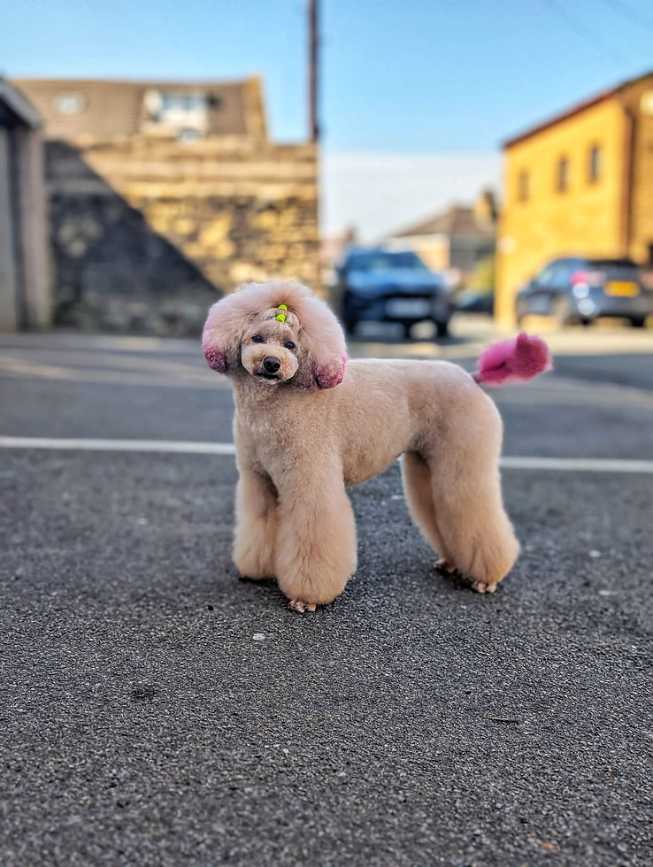 WhatsApp Image 2026-04-15 at 10.26.50.jpeg