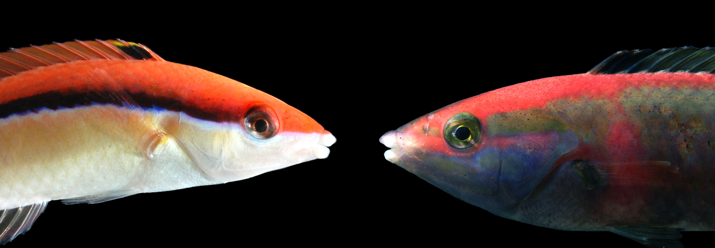 Fig. 7.jpg