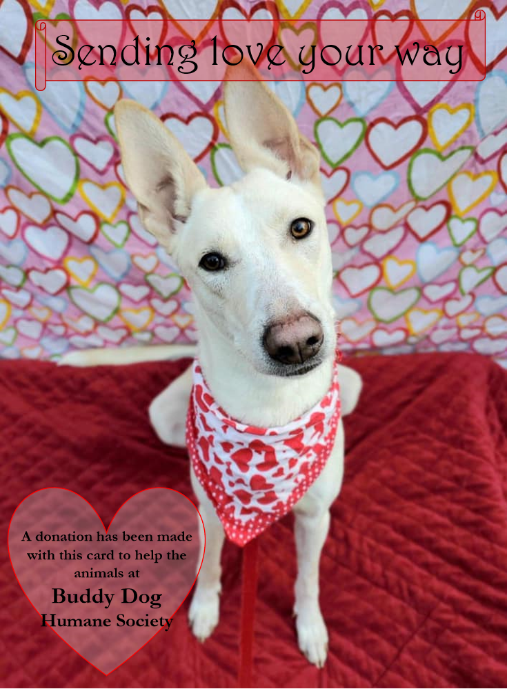 Arizona Found Dog Drop Off Animal Rescue Western Humane Society