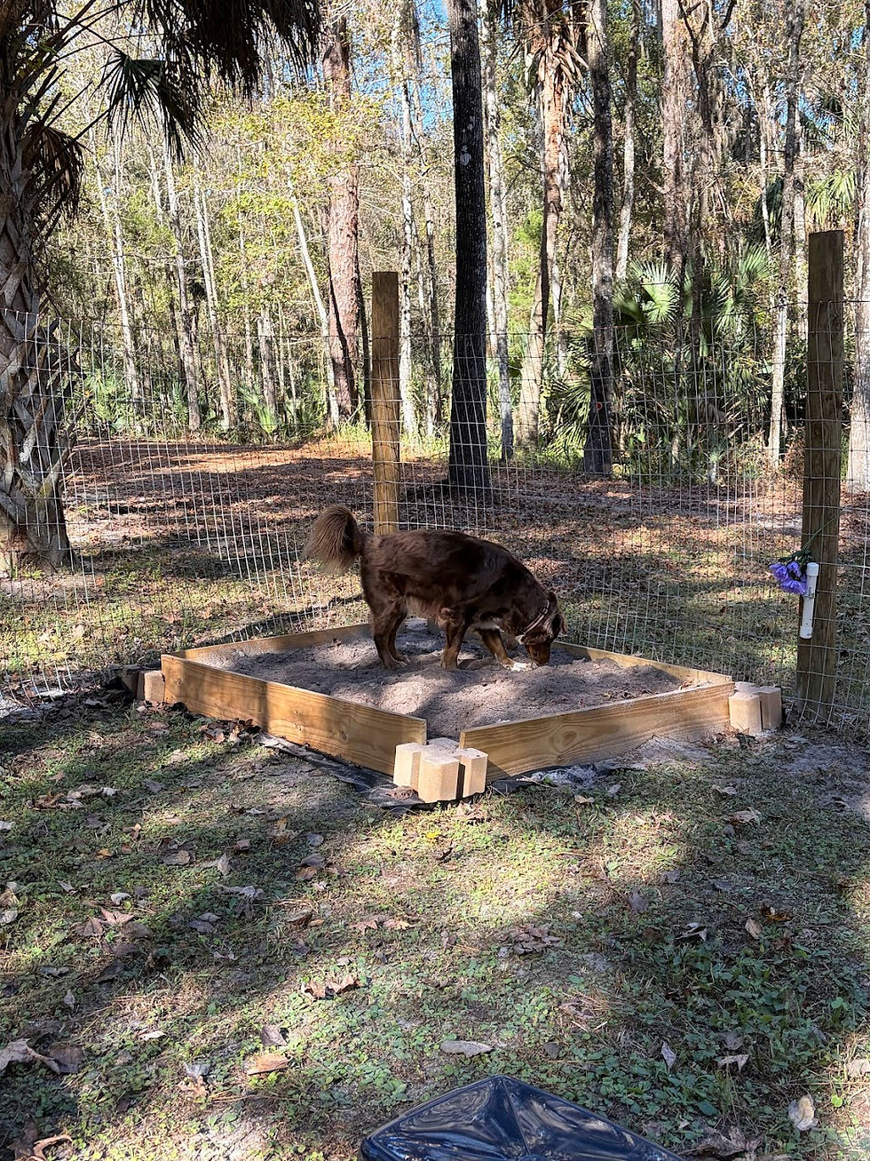 Maya enjoyed digging!